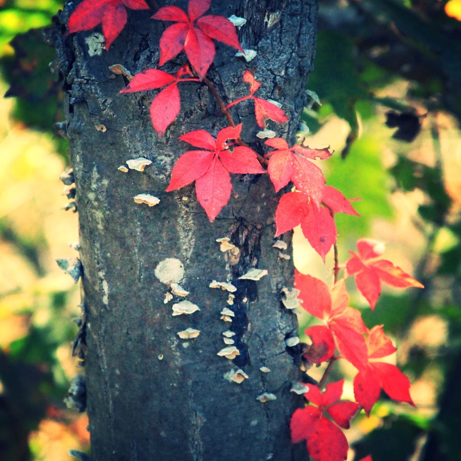 Virginia Voices - How the VHS is Giving History a Personal Touch