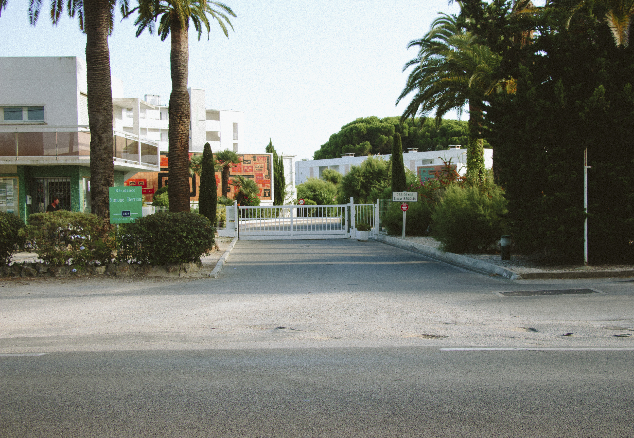 Palm Trees and Entranceway.jpg