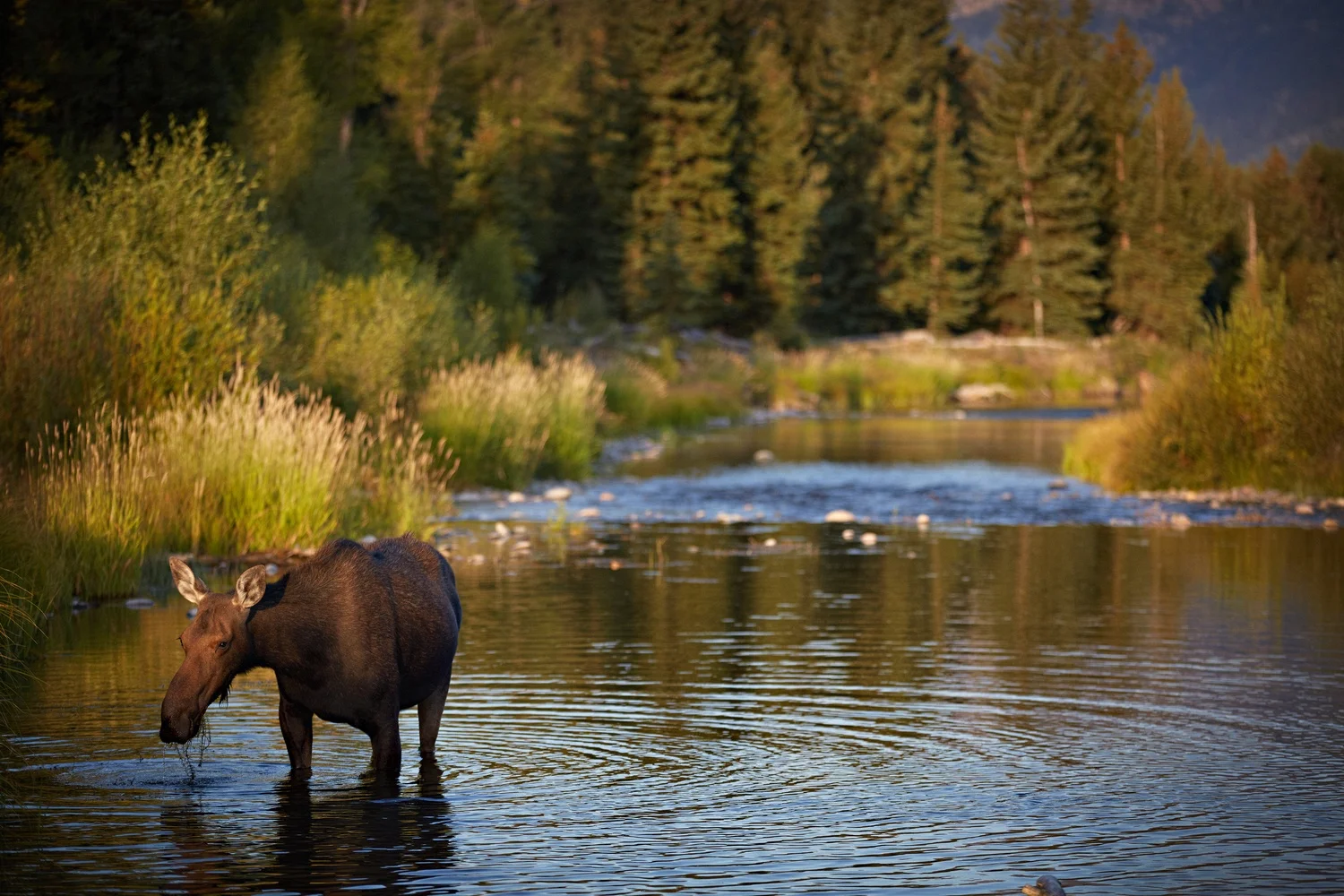 yellowstone2013_192.jpg