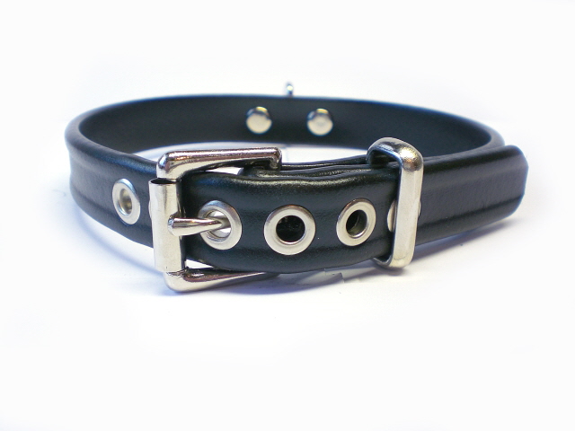 Buckle View of Brahma Webb