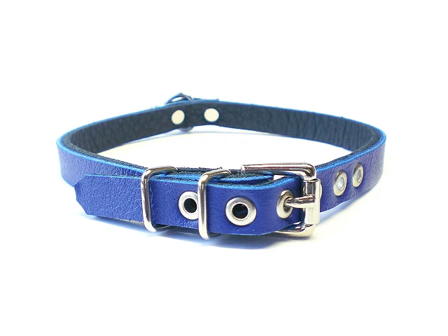 standard buckle in royal blue
