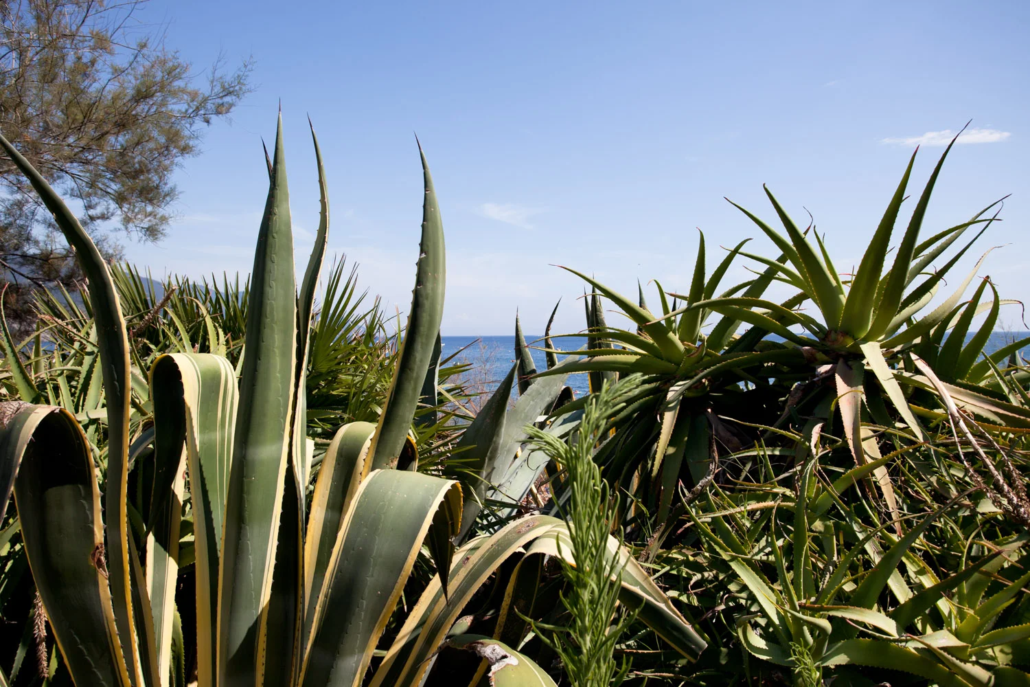 Vmanprasert-ItCactus.jpg