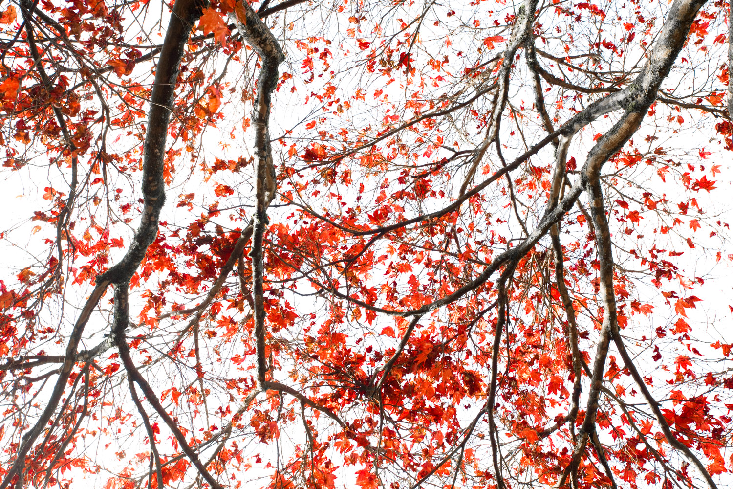 Vmanprasert-RedLeaves.jpg