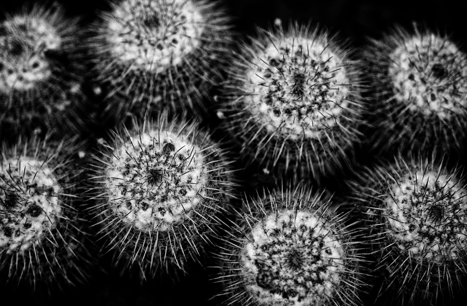 Vmanprasert-Urchins.jpg