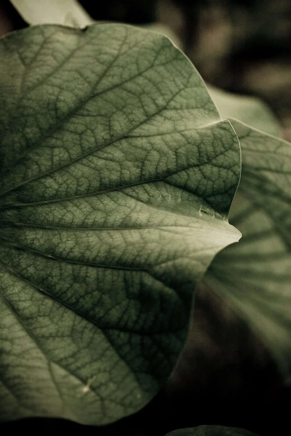 Vmanprasert-KhaoYaiLeaf.jpg