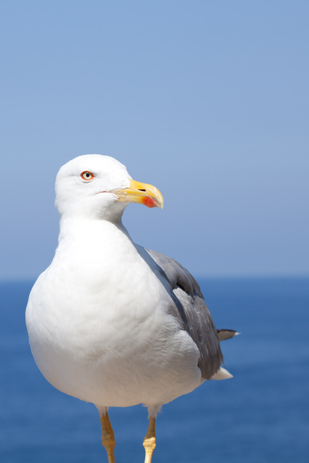Vmanprasert-Seagull.jpg