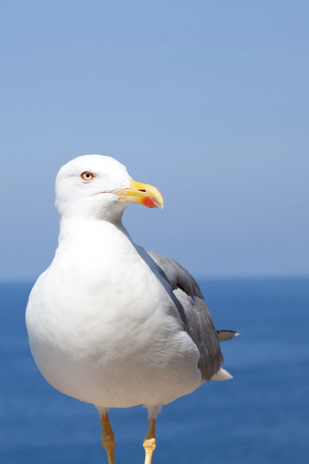 Vmanprasert-Seagull.jpg