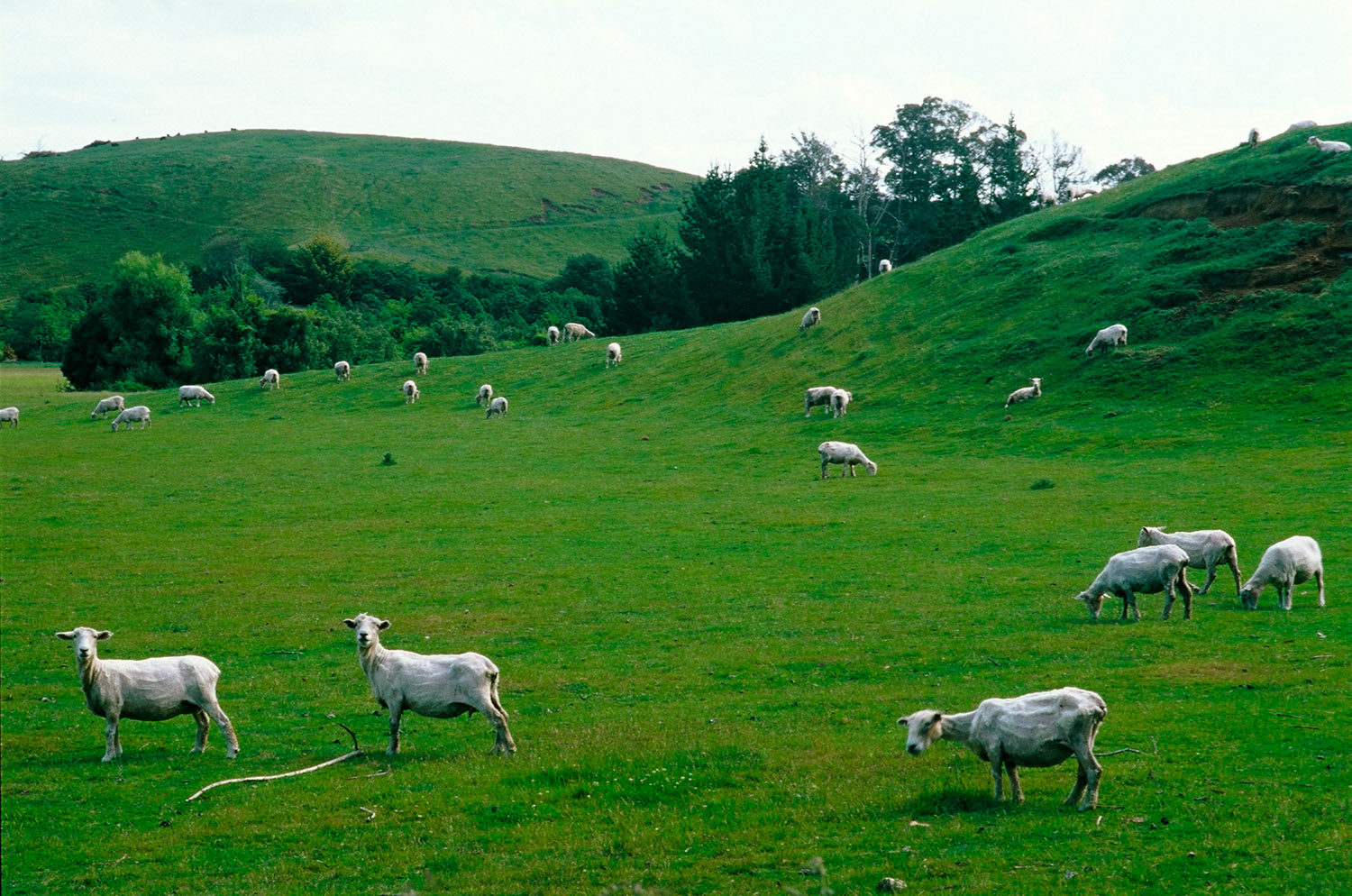 Vmanprasert-Sheep.jpg