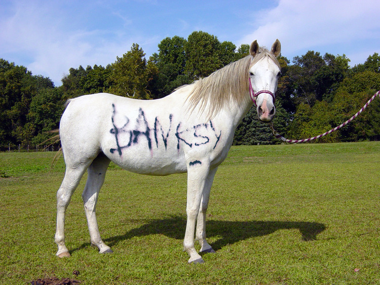   Banksy Tags Horse  2012 Image 