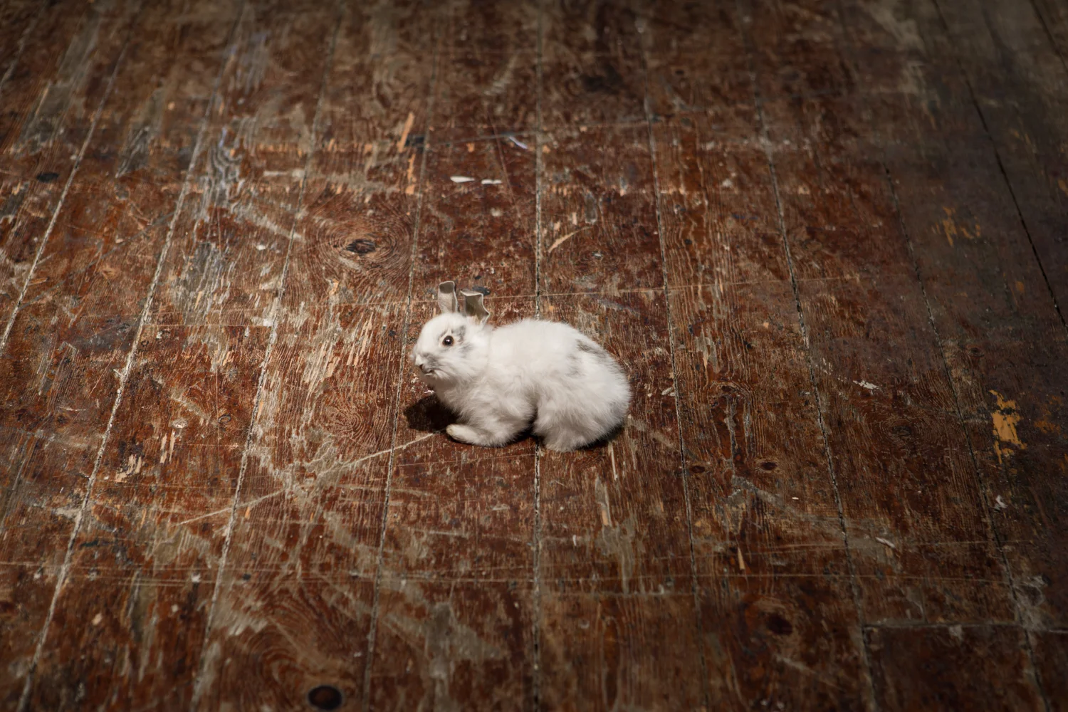 Alex Ito Endless Sadness (valued fours) , 2014 Taxidermy rabbit 5 x 7 x 4 inches