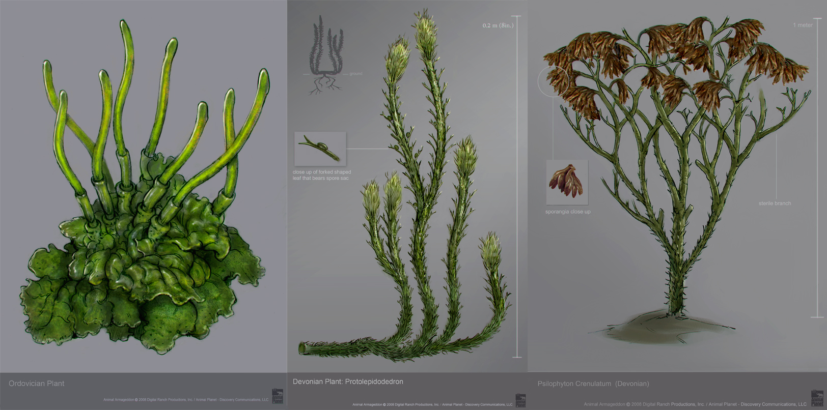 ordovician plants.jpg