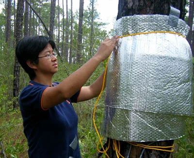  Dr. WEI wu installs equipment on a slash pine to do a sap flow test