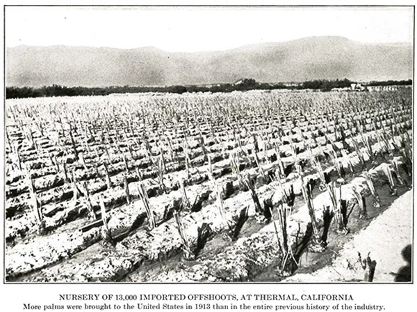 From Paul B. Popenoe, "Date Growing in the Old World and the New", West India Gardens, 1913