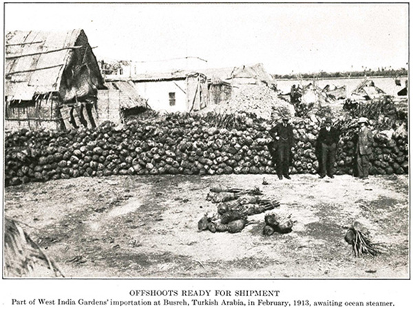 From Paul B. Popenoe, "Date Growing in the Old World and the New", West India Gardens, 1913