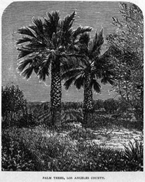 "Palm Trees, Los Angeles County" from William R. Bentley, "Hand-book of the Pacific Coast", Pacific Press Publishing House, 1884