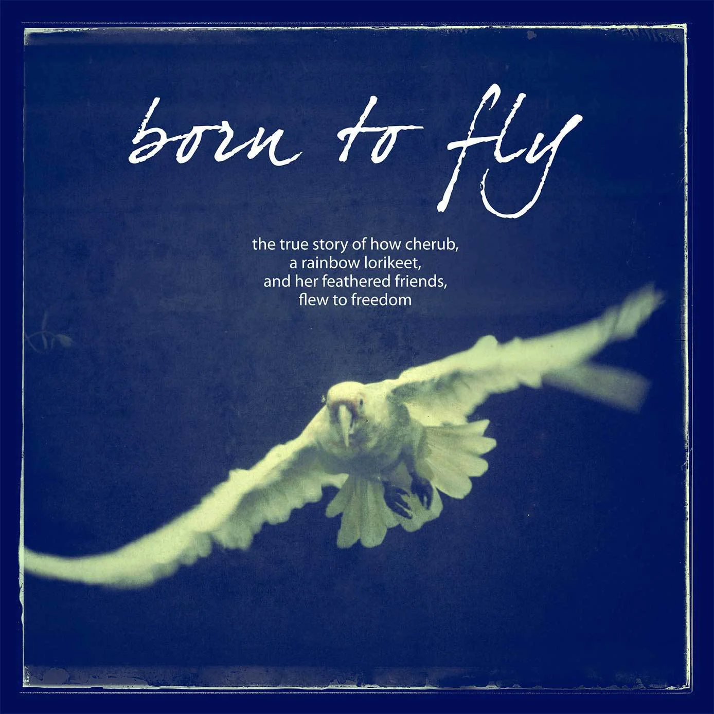 www.borntofly.com.au