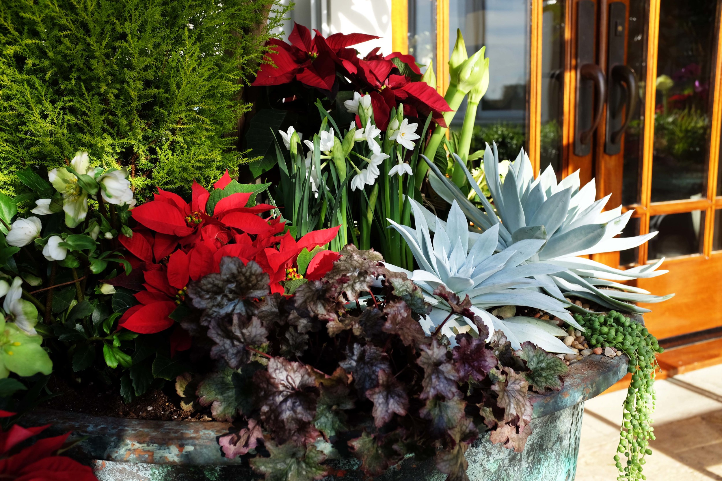 Holiday Succulent Arrangement by designers Brandon Pruett and Lindsey Graves