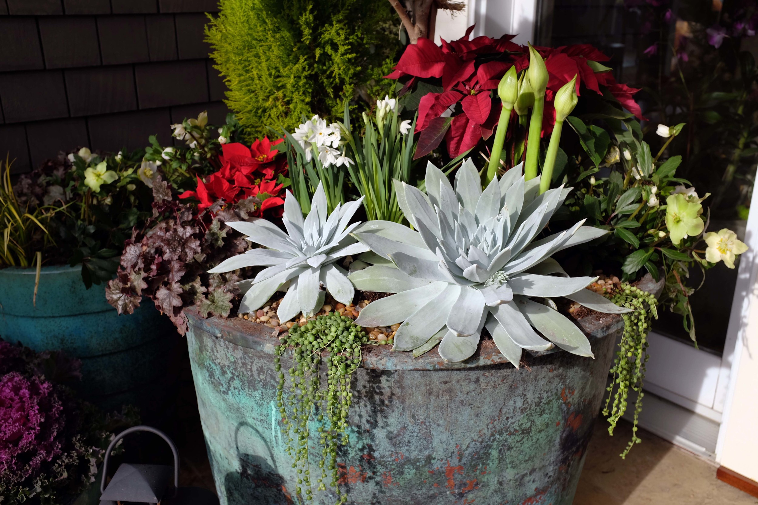 Holiday Succulent Arrangement by designers Brandon Pruett and Lindsey Graves