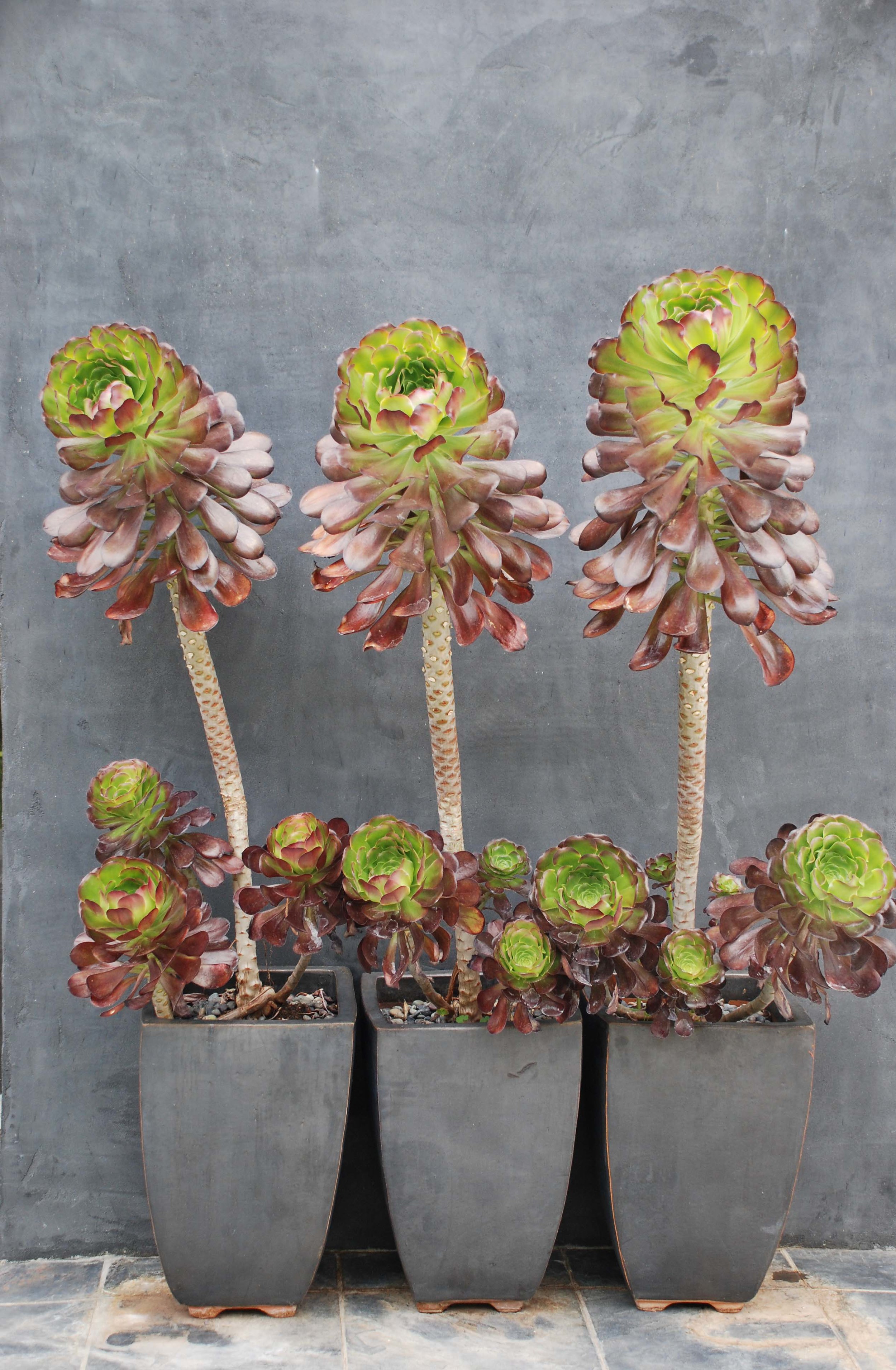 Modern Containers with Aeoniums