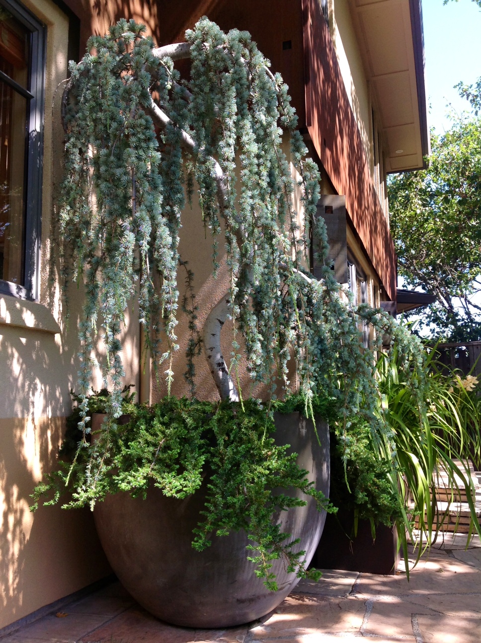 tree.jpg