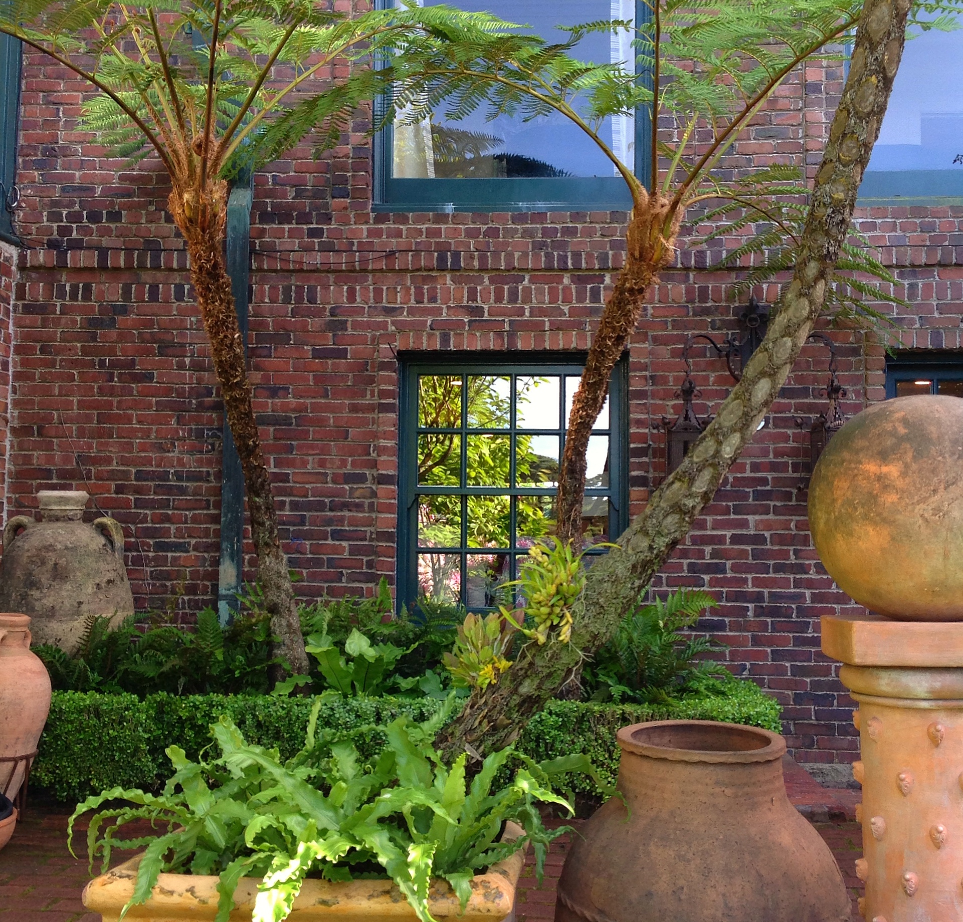 Tree Fern.jpg