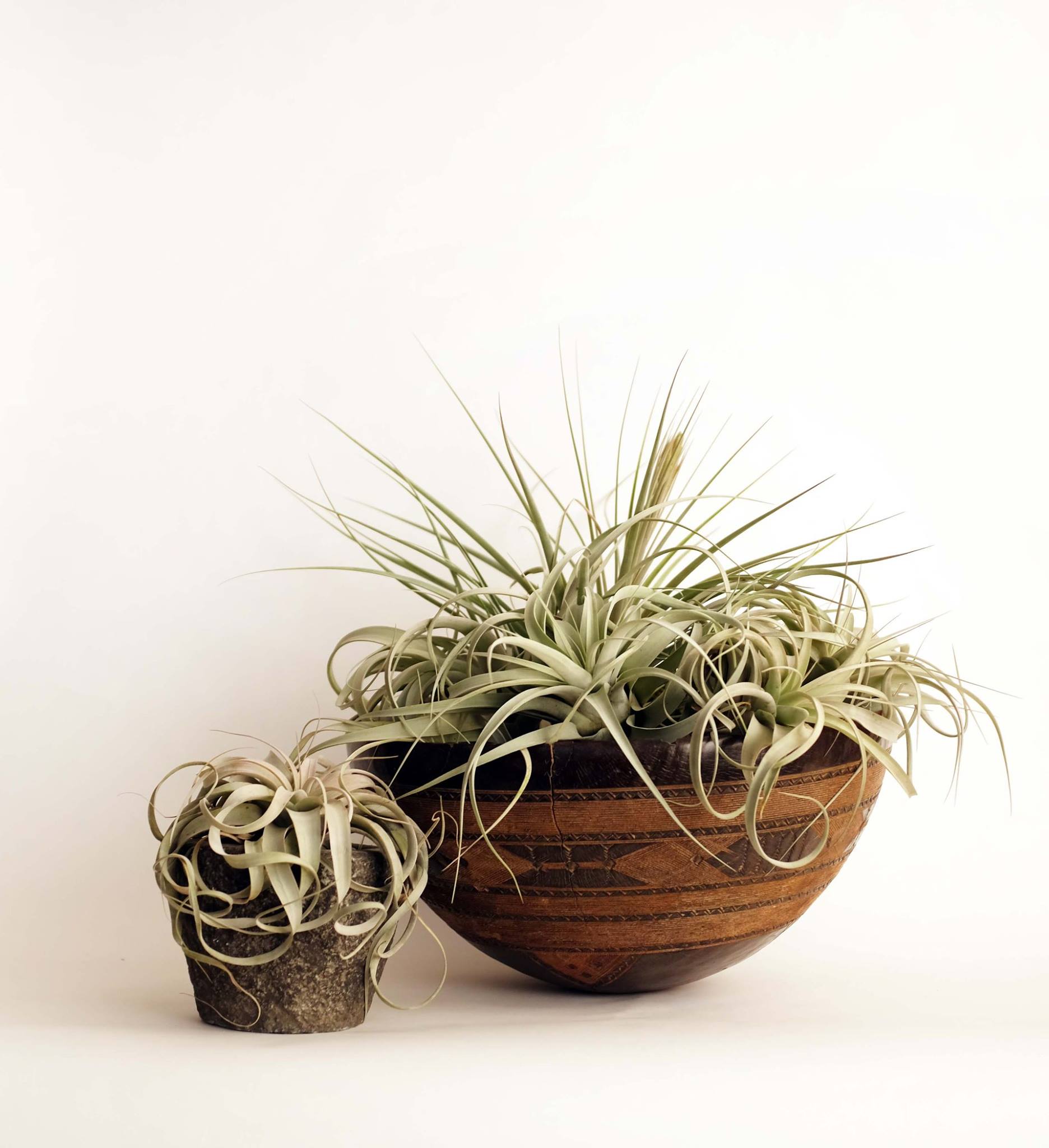 tillandsias.jpg