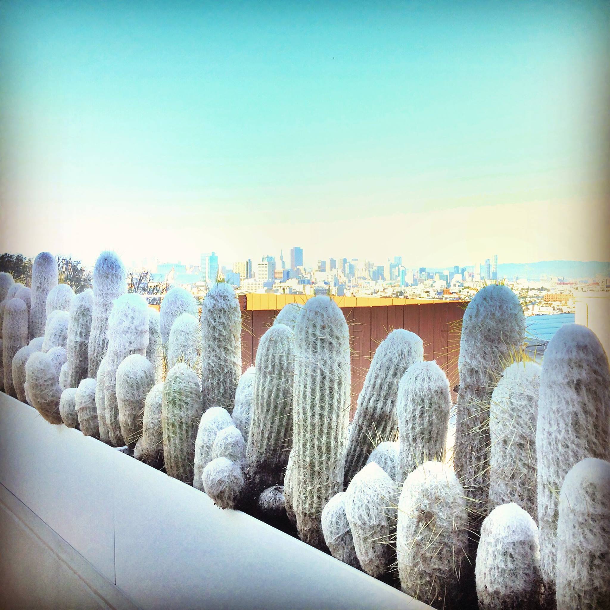 cacti - 250 cumberland.jpg