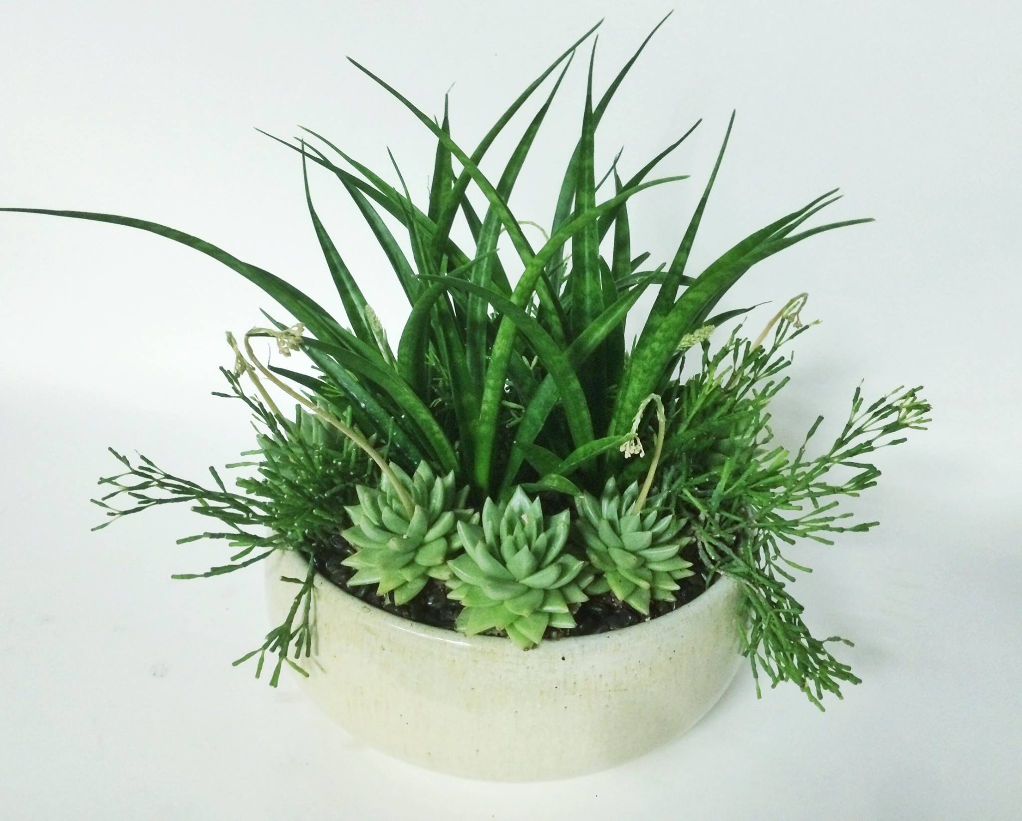 sansiveria and rhipsallis .jpg