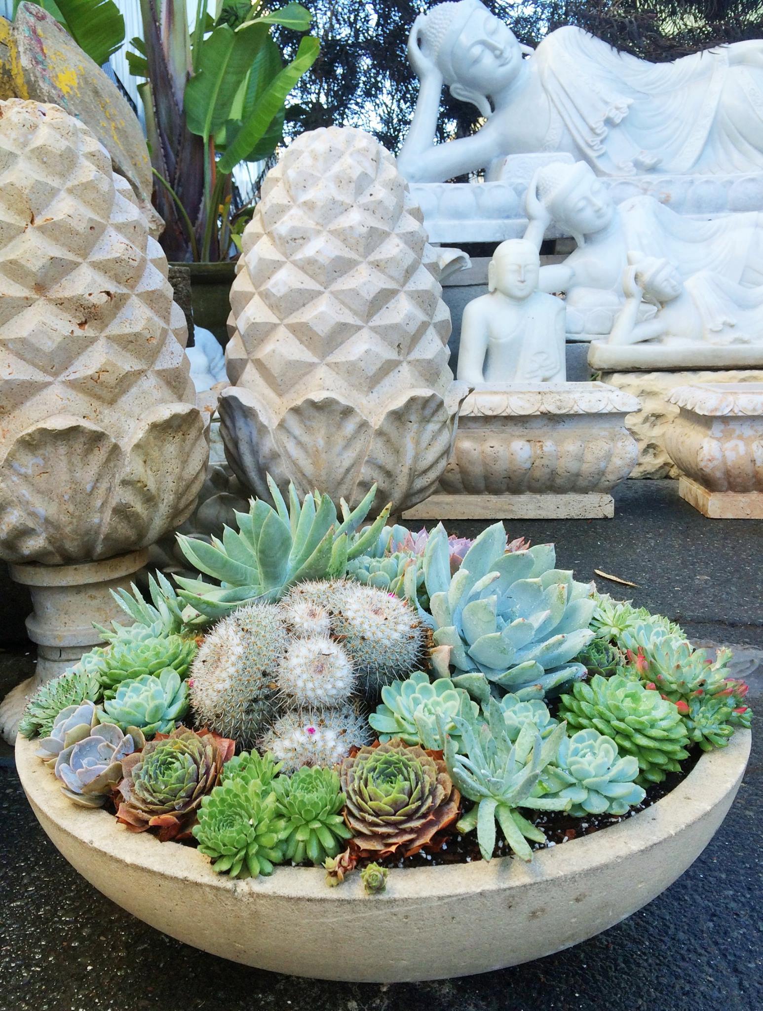 succulents .jpg