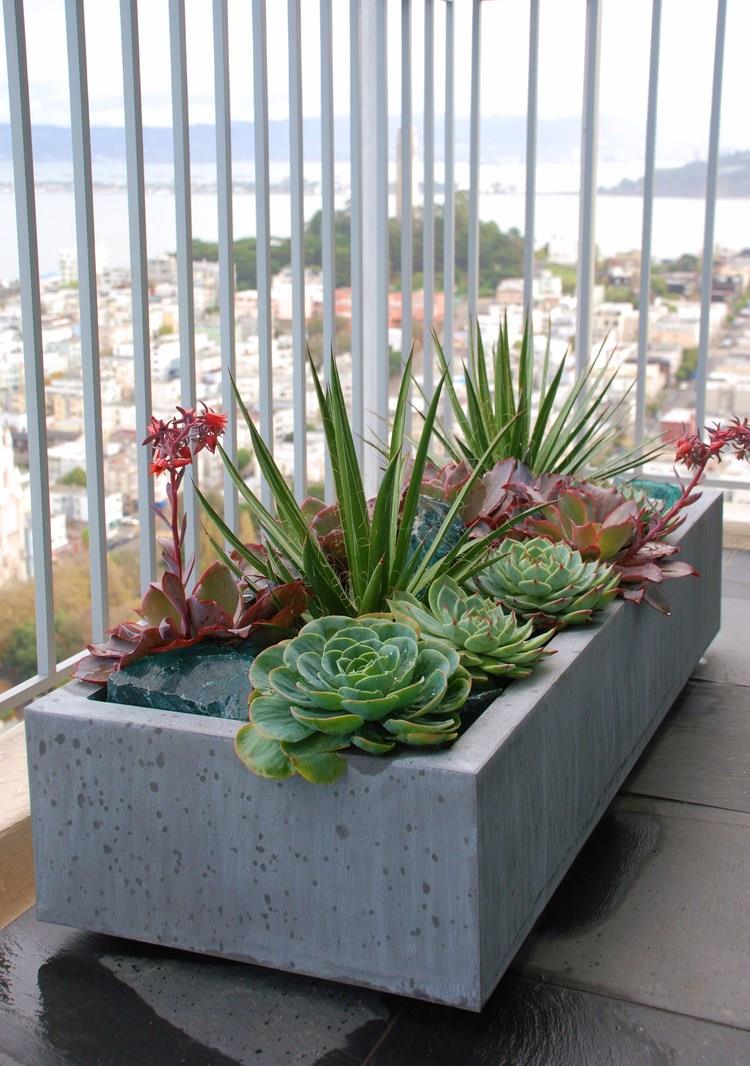 succulents in ORE zinc.jpg