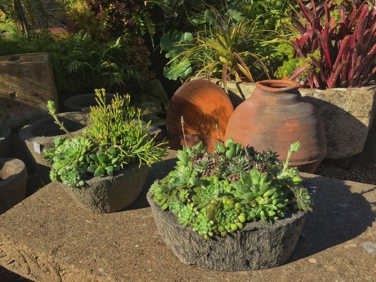 succulents in stone vessel.jpg