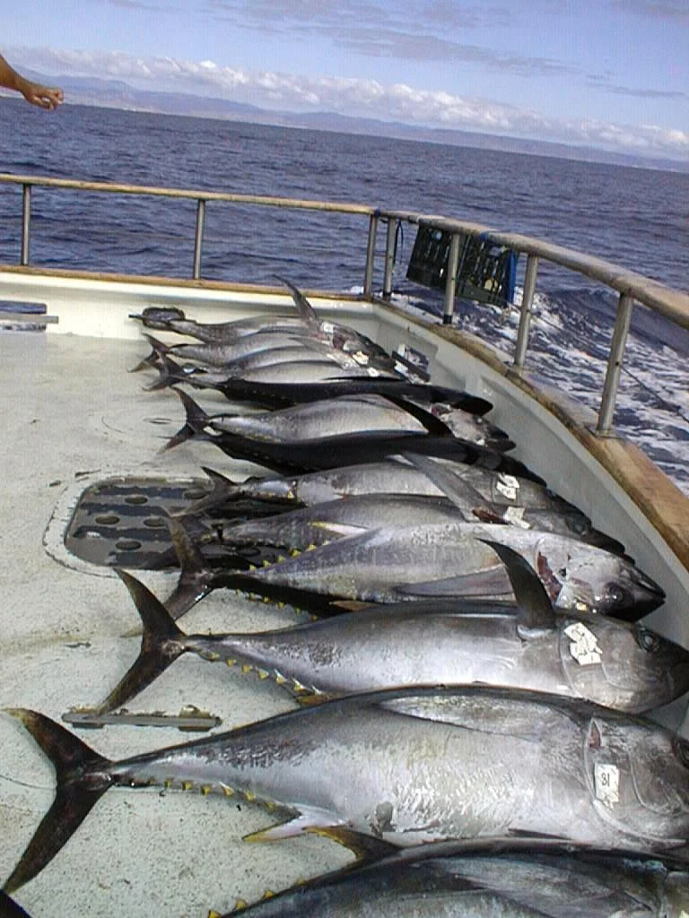 Offshore: Nearer Shore Yellowfin - The Fisherman, image size:768x1024