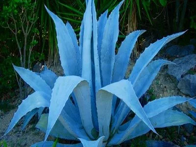 cactus_01.jpg