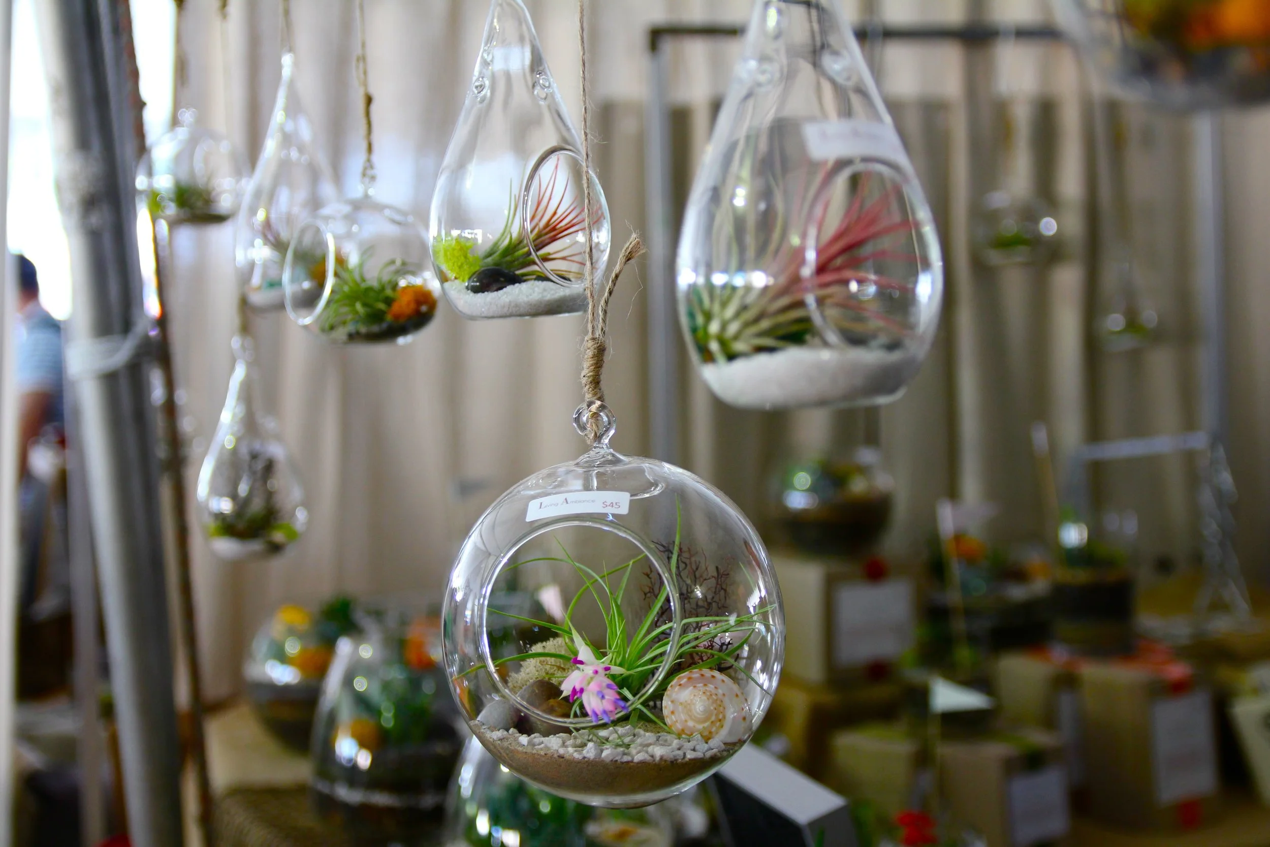 hanging terrariums.jpg