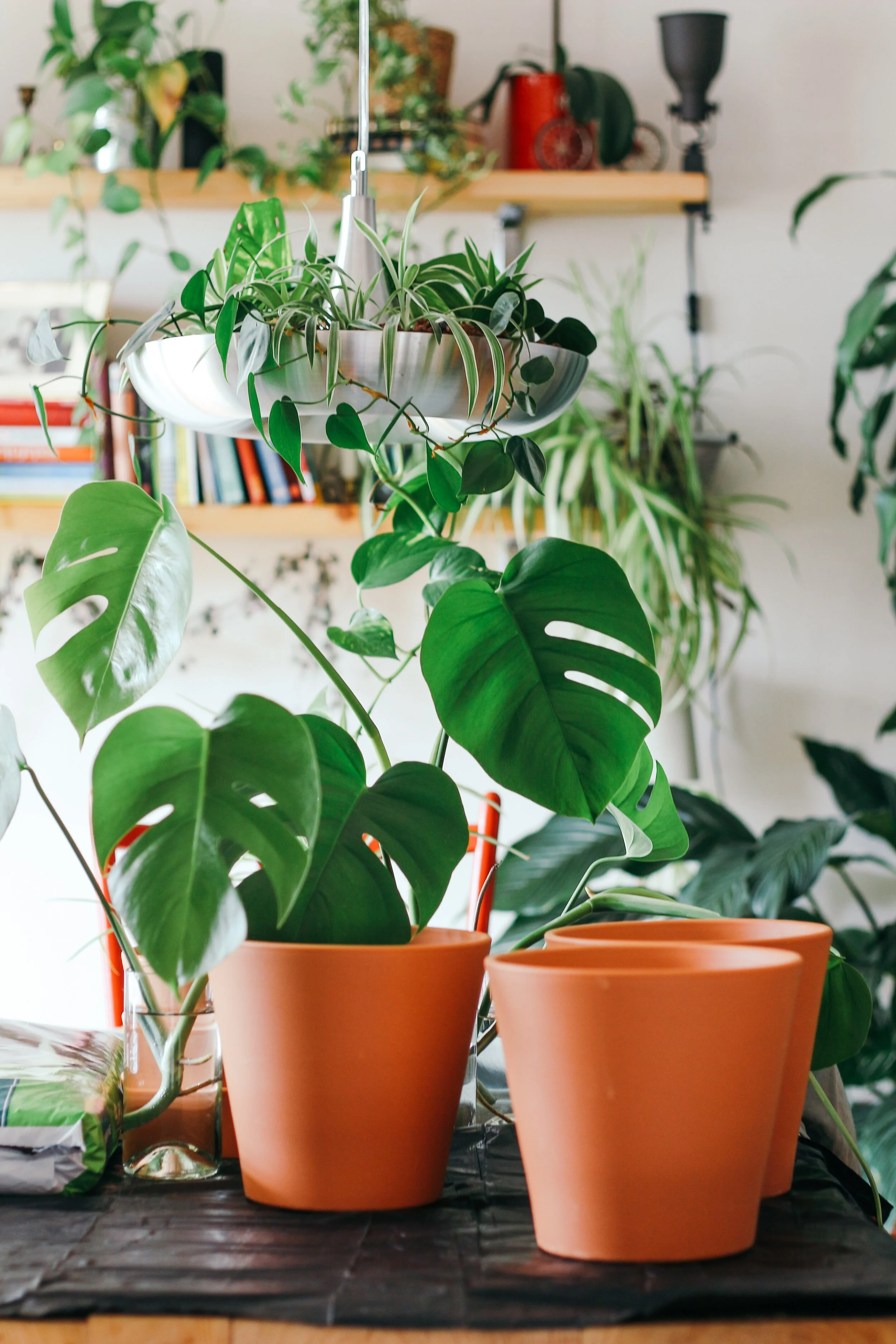 Plant Parenthood Houseplant Spring Cleaning ONLINE Plant Parenthood Houseplant Spring Cleaning ONLINE