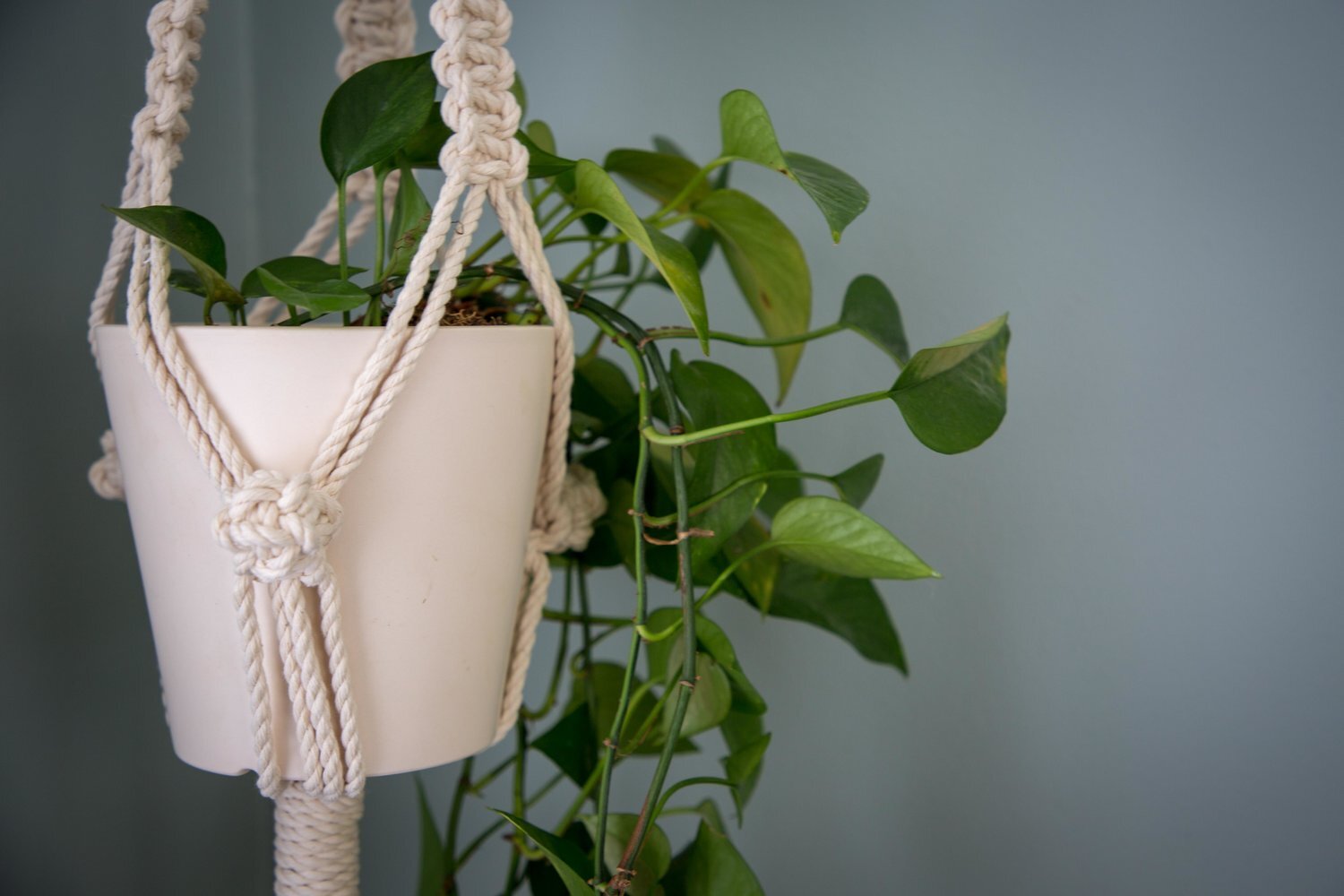 Macrame Plant Hanger Kit + Webinar — The Chattery