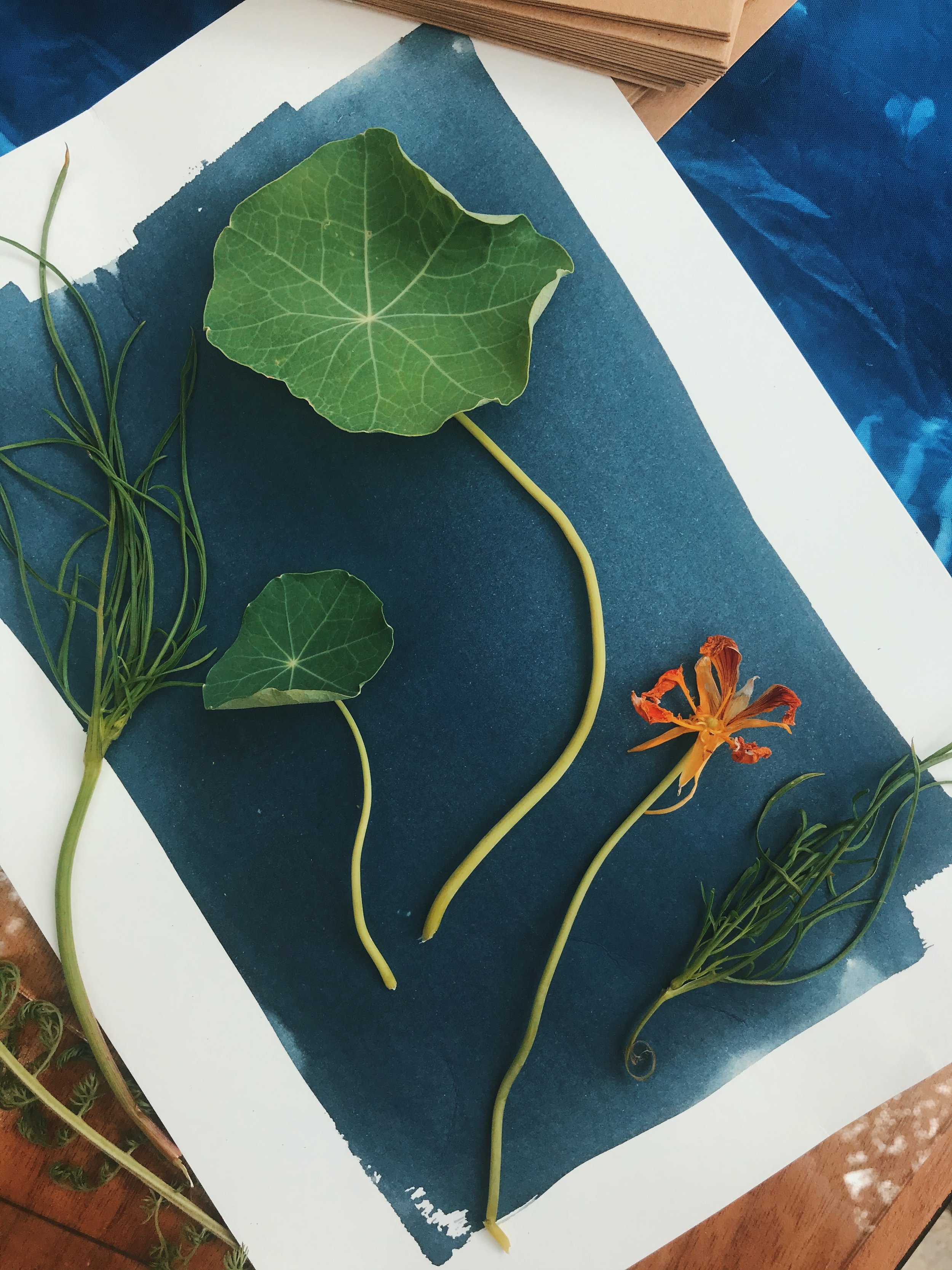 A6 Size Cyanotype Material Pack Set With Cyanotype Paper, Botanical  Materials, Clips And Instruction For Beginners