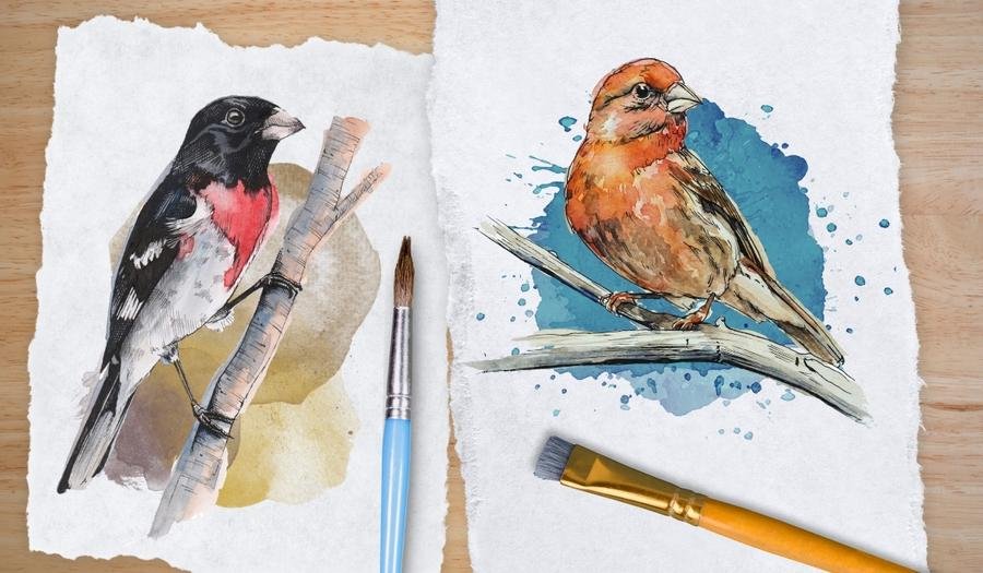 Draw Birds in 10 Easy Steps That Are Easy and From an Expert