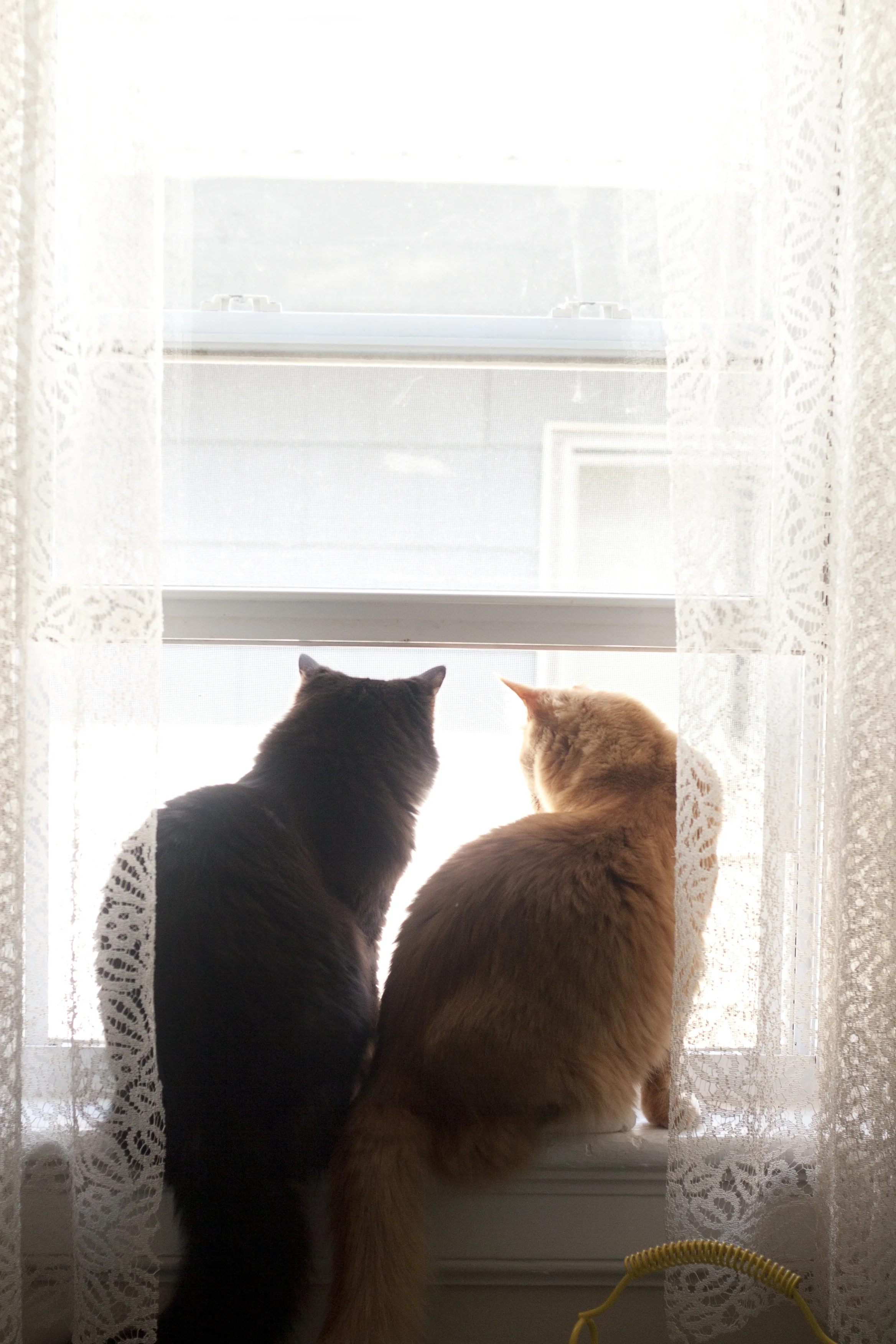 cats and cards_1.jpg