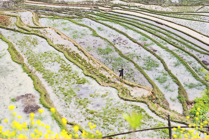 rice fields.jpg