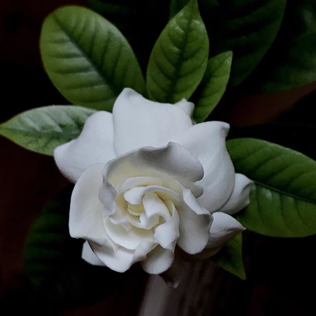 A most welcome surprise in the dining room. #springblooms #gardenia #memoryflower #mastinlabs