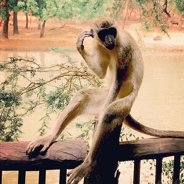 A moment of zen. What you don&rsquo;t see here is the crocodile just behind the fence. Or just how quickly he&rsquo;ll move to pinch the olives from your table. #nepasnourrirlessingessvp #bandia #reservedebandia #senegal