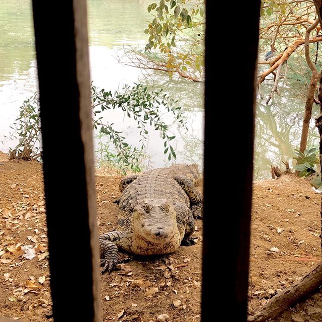 Don&rsquo;t mock the crocodile until you&rsquo;ve crossed the river. Yes, it was that close. #senegal  #BandiaNationalPreserve #latergram