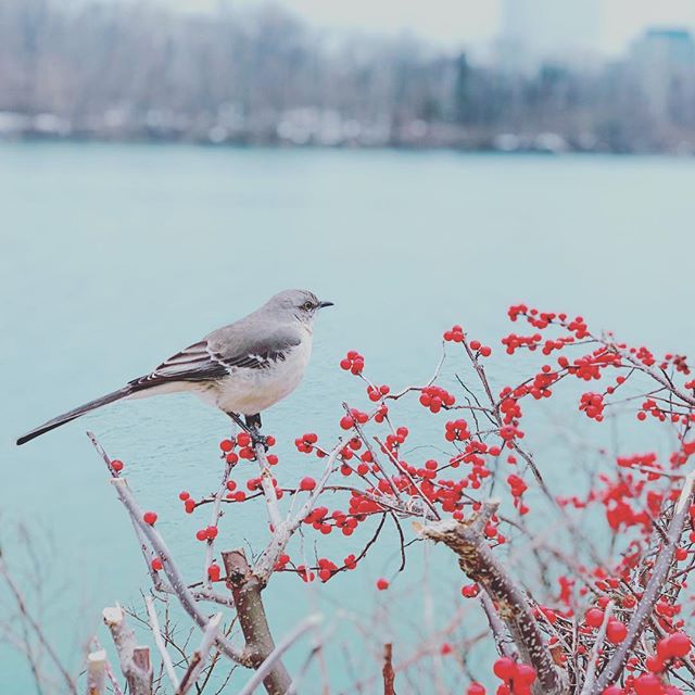 Quiet moment on the Potomac. #winterinDC #georgetownwaterfront #awalkinwinter #lifeindc #hometowntreasures #randombird