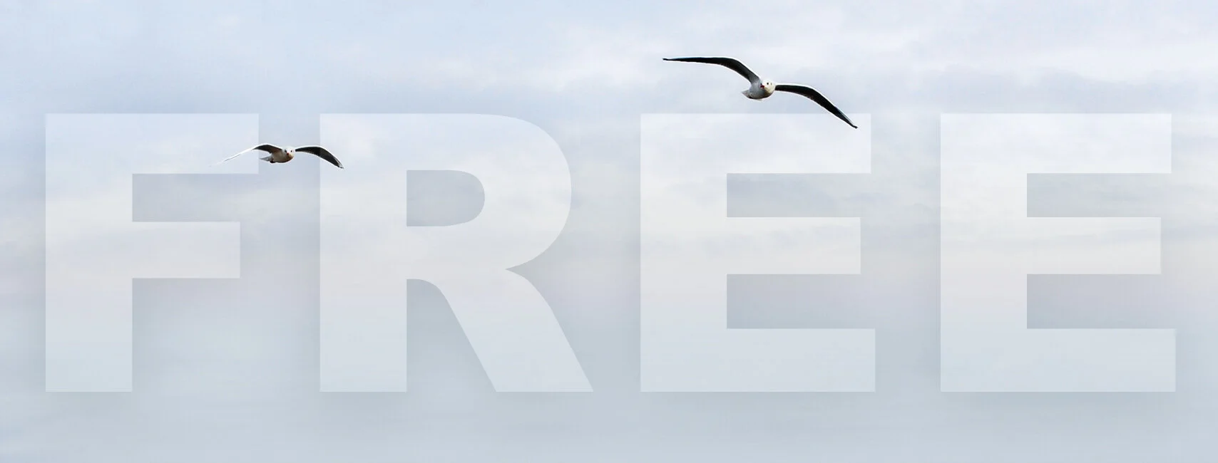 Free Week 1: Galatians 1