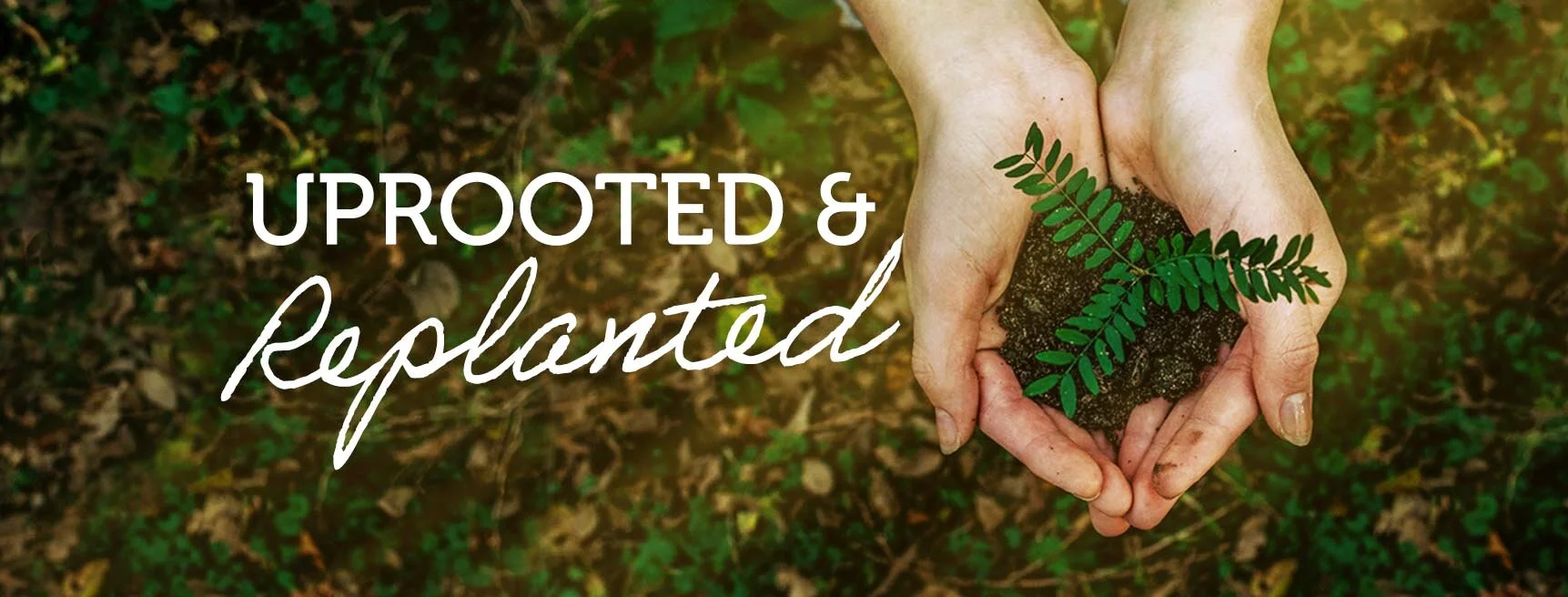 Uprooted &amp; Replanted Week 2