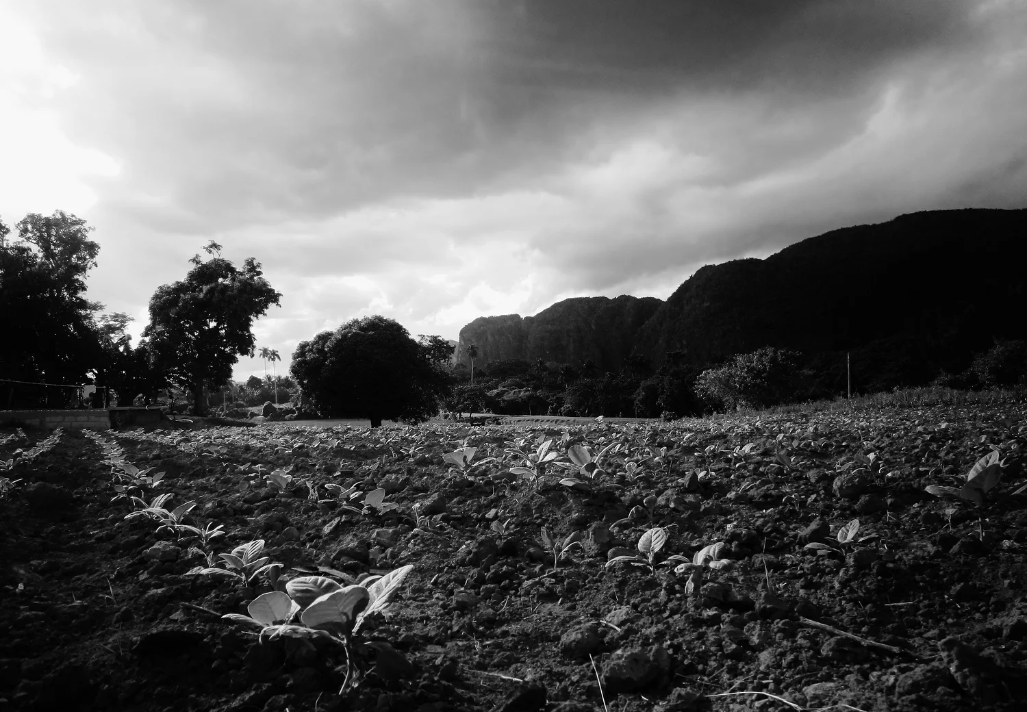 Tobacco fields in Las Terrazas.