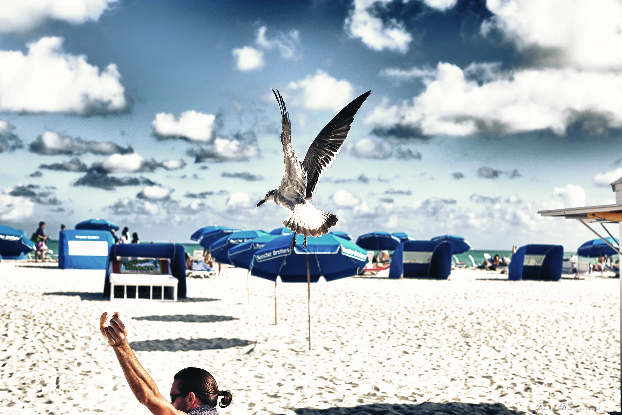 Miami resized.jpg