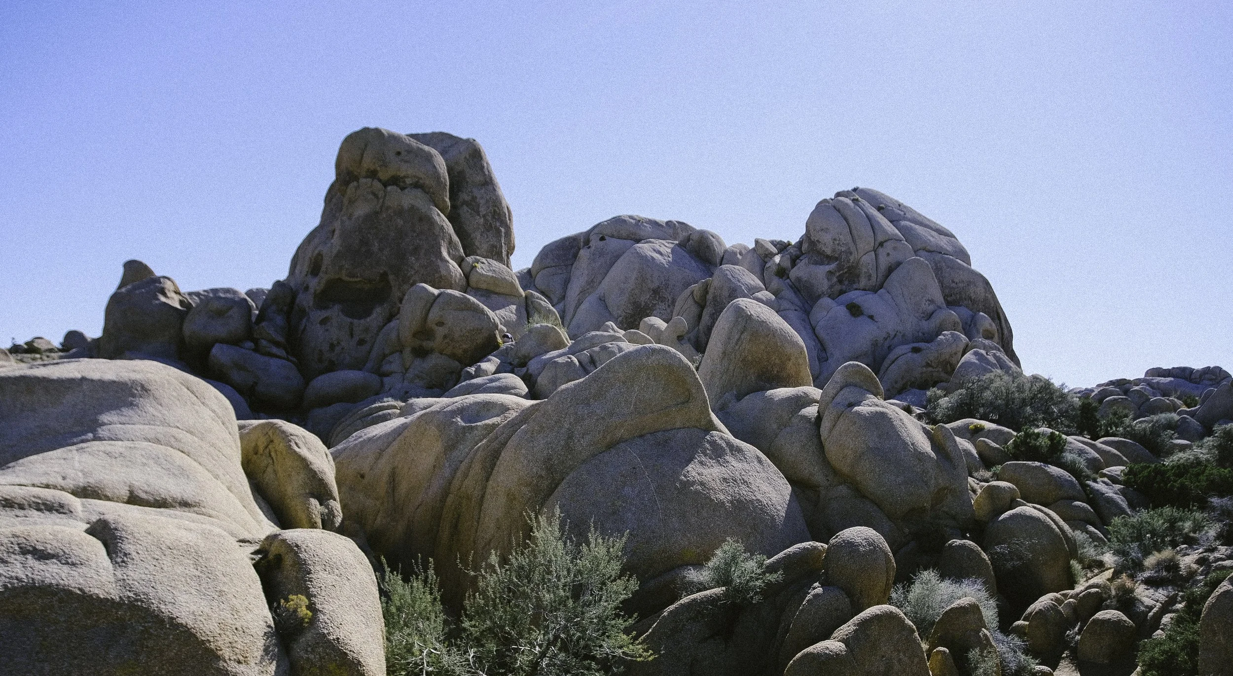 joshuatree.jpg