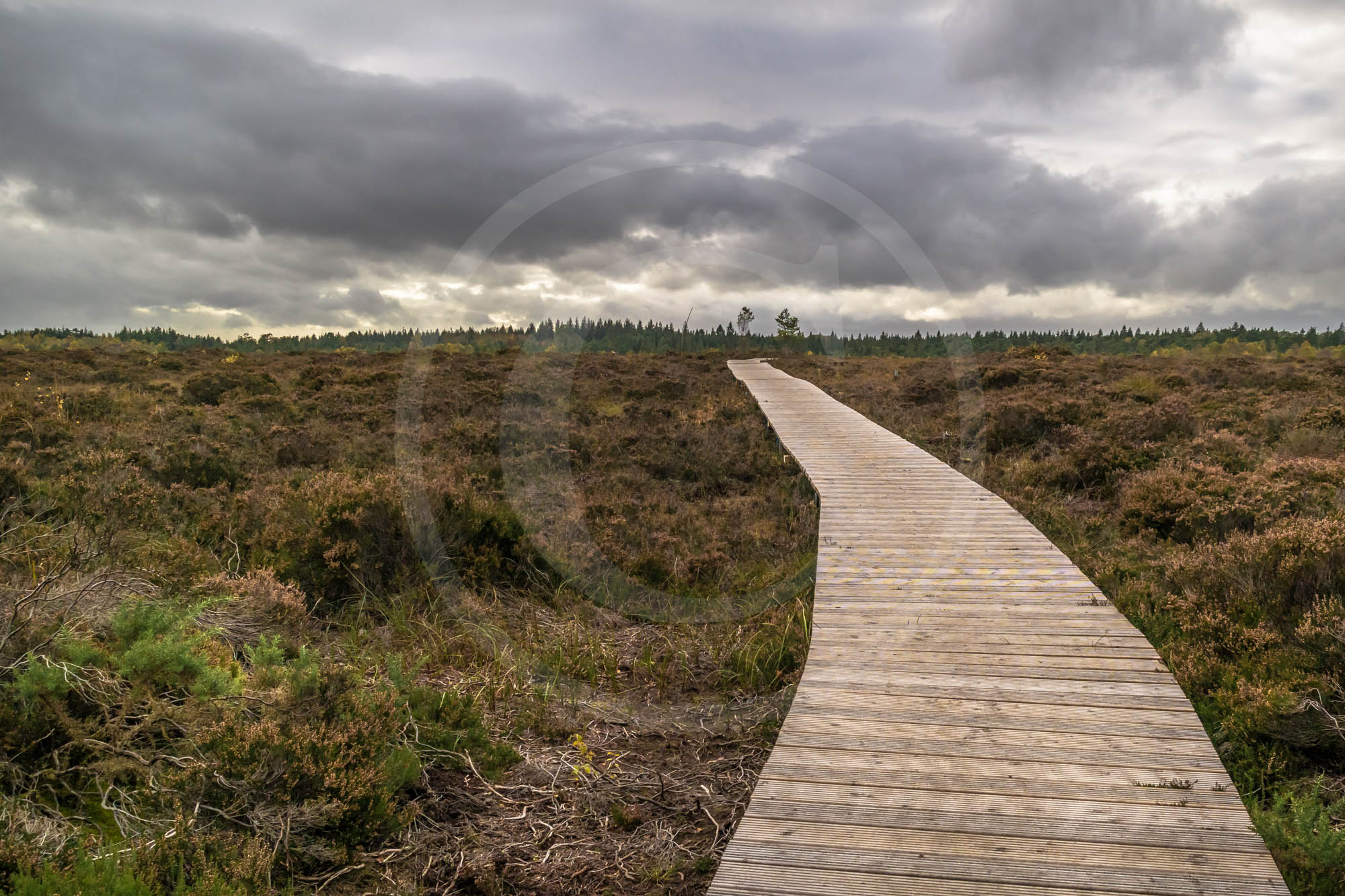 The Boardwalk through Abbeyleix Bog